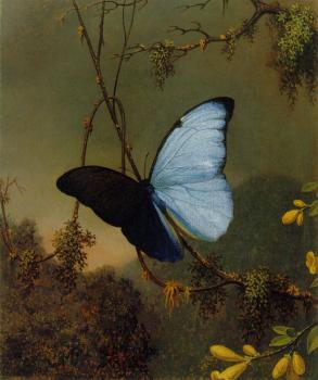 馬丁 約翰遜 赫德 Blue Morpho Butterfly